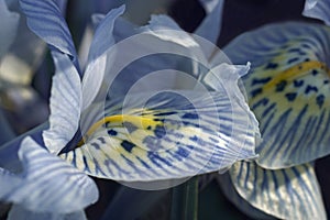 Katharine Hodgkin Dwarf Iris flowers