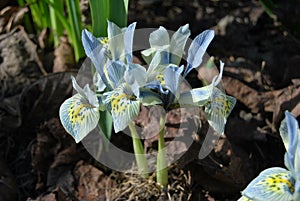 Katharine Hodgkin iris flowers