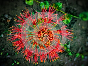 Katherine Blood Lily