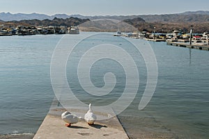 Katherine Landing Marina, Lake Mohave, geese on the boat launch photo