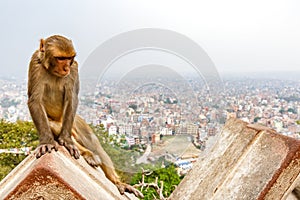 Kathmandu cityscape and rhesus monkey