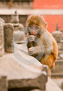 Kathmandu, Nepal - Dec 31, 2016: The small monkey