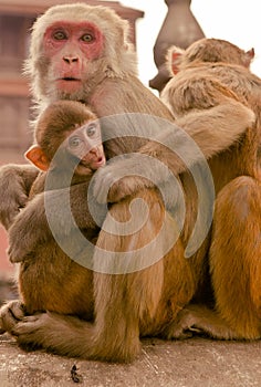 Kathmandu, Nepal - Dec 31, 2016: The small monkeys