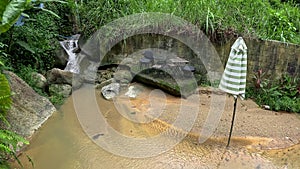 Kathu waterfall water gently flowing down the rocks Patong Phuket Thailand