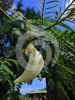 Kathurumurunga flower