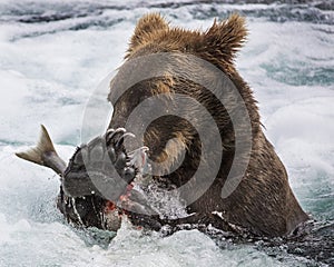 Katmai Brown Bear with a salmon