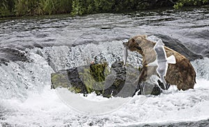 Katmai Brown Bears; Brooks Falls; Alaska