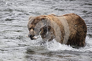 Katmai Brown Bears; Brooks Falls; Alaska