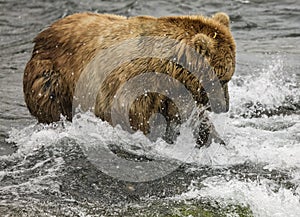 Katmai Brown Bears; Brooks Falls; Alaska; USA