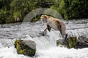 Katmai Brown Bears; Brooks Falls; Alaska; USA