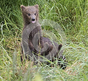 Katmai Brown Bears; Brooks Falls; Alaska; USA