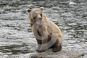 Katmai Brown Bears; Brooks Falls; Alaska; USA