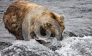 Katmai Brown Bears; Brooks Falls; Alaska; USA