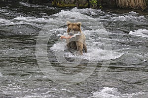 Katmai Brown Bears; Brooks Falls; Alaska; USA