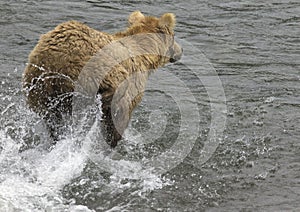 Katmai Brown Bears; Brooks Falls; Alaska; USA