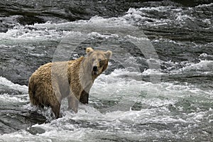 Katmai Brown Bears; Brooks Falls; Alaska; USA