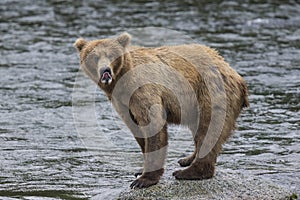 Katmai Brown Bears; Brooks Falls; Alaska; USA