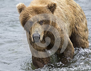 Katmai Brown Bears; Brooks Falls; Alaska; USA