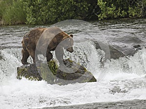 Katmai Brown Bears; Brooks Falls; Alaska; USA