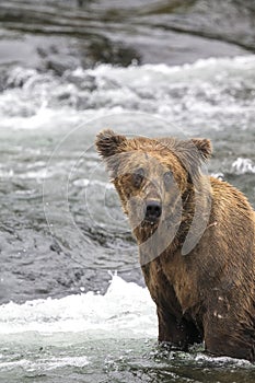 Katmai Brown Bears; Brooks Falls; Alaska; USA