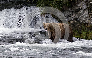 Katmai Brown Bears; Brooks Falls; Alaska; USA