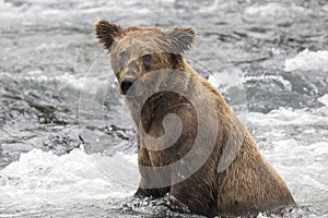 Katmai Brown Bears; Brooks Falls; Alaska; USA