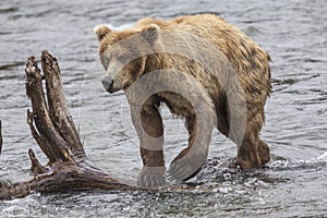 Katmai Brown Bears; Brooks Falls; Alaska; USA