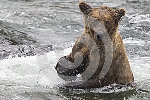 Katmai Brown Bears; Brooks Falls; Alaska; USA