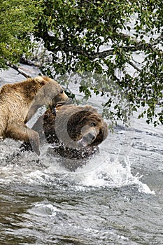 Katmai Brown Bears; Brooks Falls; Alaska; USA