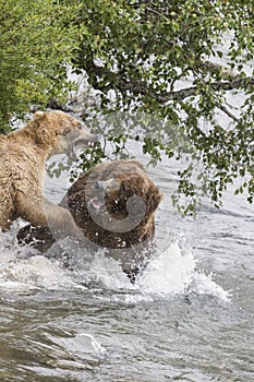 Katmai Brown Bears; Brooks Falls; Alaska; USA