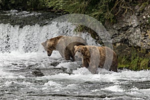 Katmai Brown Bears; Brooks Falls; Alaska; USA