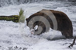 Katmai Brown Bears; Brooks Falls; Alaska; USA