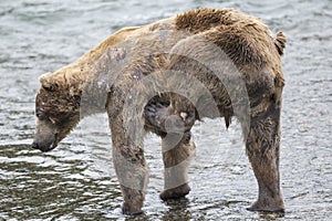 Katmai Brown Bears; Brooks Falls; Alaska; USA