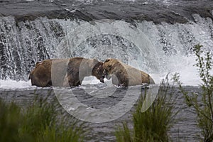 Katmai Brown Bears; Brooks Falls; Alaska; USA