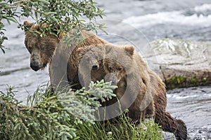 Katmai Brown Bears; Brooks Falls; Alaska; USA