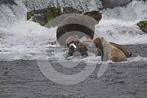 Katmai Brown Bears; Brooks Falls; Alaska; USA