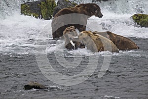 Katmai Brown Bears; Brooks Falls; Alaska; USA