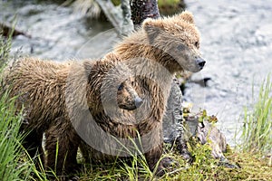 Katmai Brown Bears; Brooks Falls; Alaska; USA