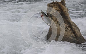 Katmai Brown Bears; Brooks Falls; Alaska; USA