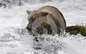 Katmai Brown Bears; Brooks Falls; Alaska; USA