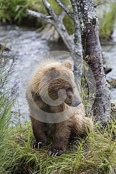 Katmai Brown Bears; Brooks Falls; Alaska; USA