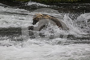 Katmai Brown Bears; Brooks Falls; Alaska; USA