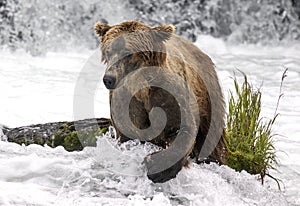 Katmai Brown Bears; Brooks Falls; Alaska; USA