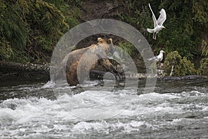 Katmai Brown Bears; Brooks Falls; Alaska; USA