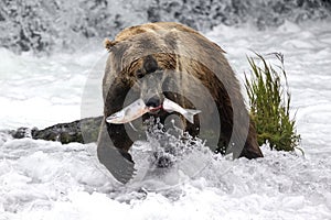 Katmai Brown Bears; Brooks Falls; Alaska; USA