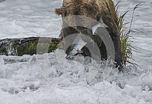 Katmai Brown Bears; Brooks Falls; Alaska; USA