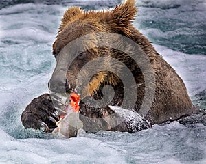 Katmai Brown Bears; Brooks Falls; Alaska; USA