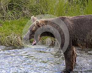 Katmai Brown Bears; Brooks Falls; Alaska; USA