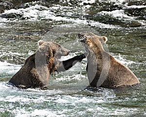 Katmai Brown Bears; Brooks Falls; Alaska; USA