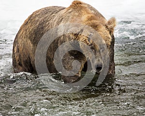 Katmai Brown Bears; Brooks Falls; Alaska; USA